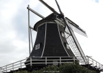 Korenbloem